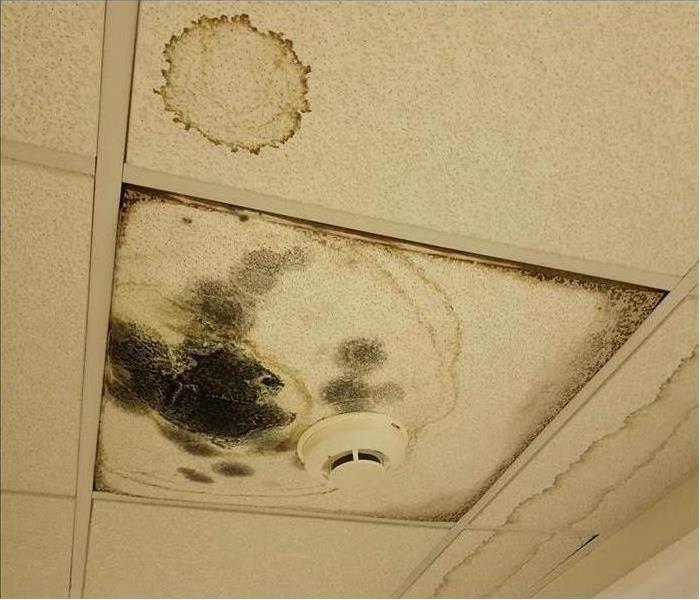 water and mold stained whitish ceiling tiles