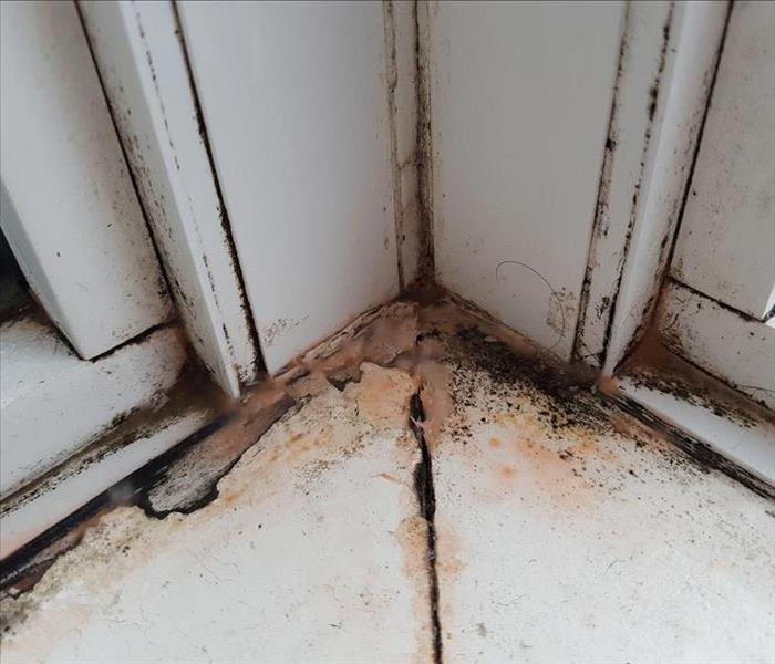 Water/mold damage