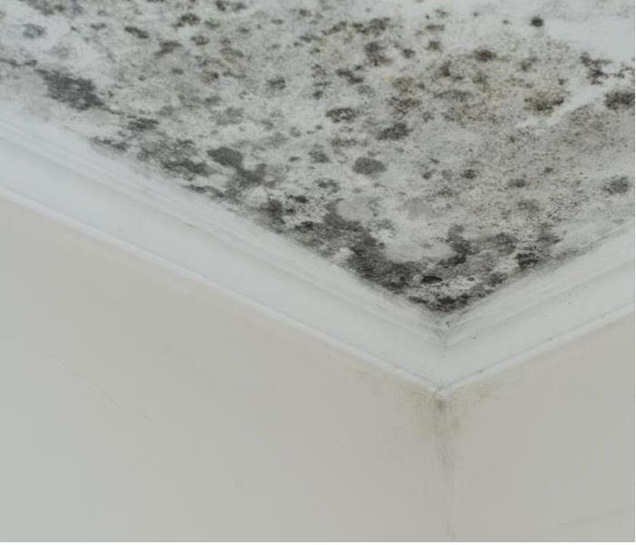 Mold damage on ceiling