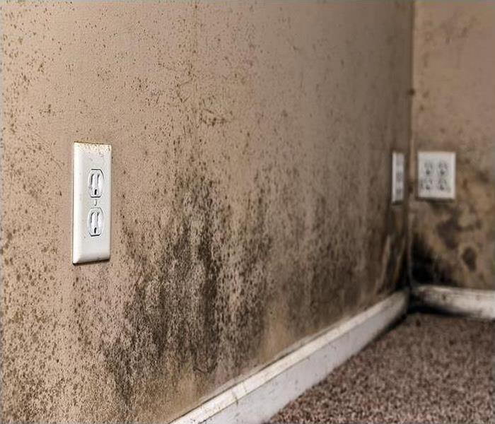 heavy mold damage growth on wall and baseboard